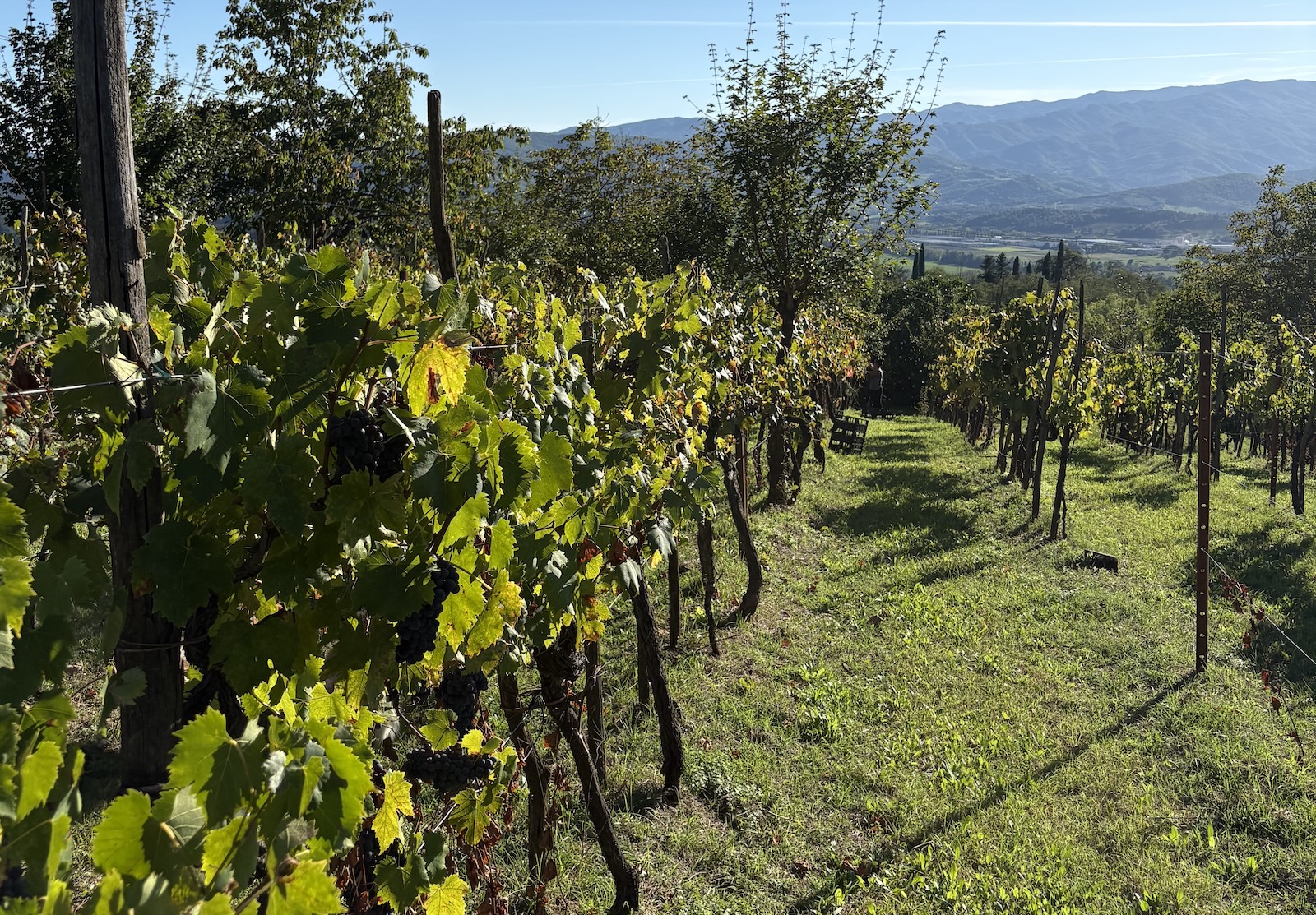 Filari ordinati di viti rigogliose all'aperto, con grappoli d'uva scuri visibili tra il fogliame verde e giallognolo. Il paesaggio è arricchito da alberi sullo sfondo e da montagne lontane sotto un cielo limpido.