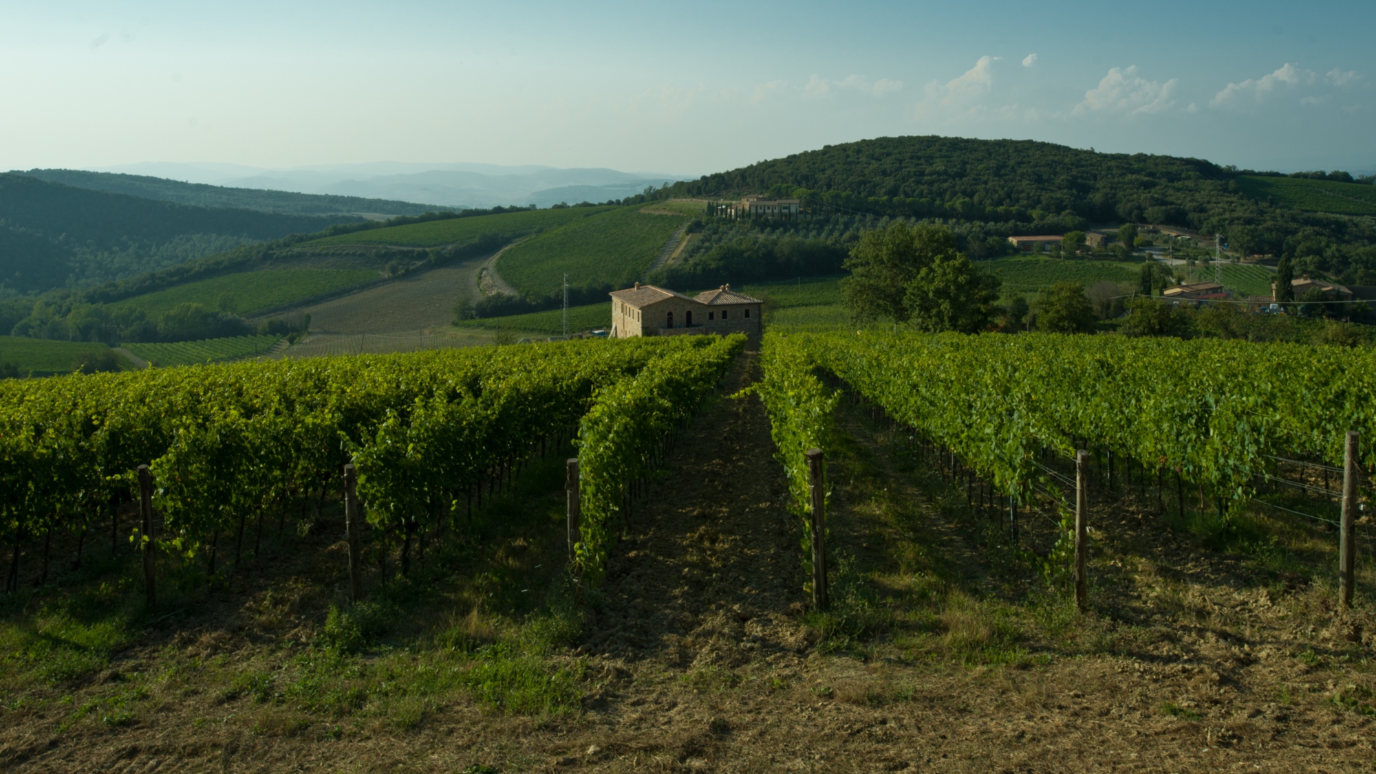 Vineyards of the Val d'Orcia