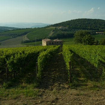 Vineyards of the Val d'Orcia