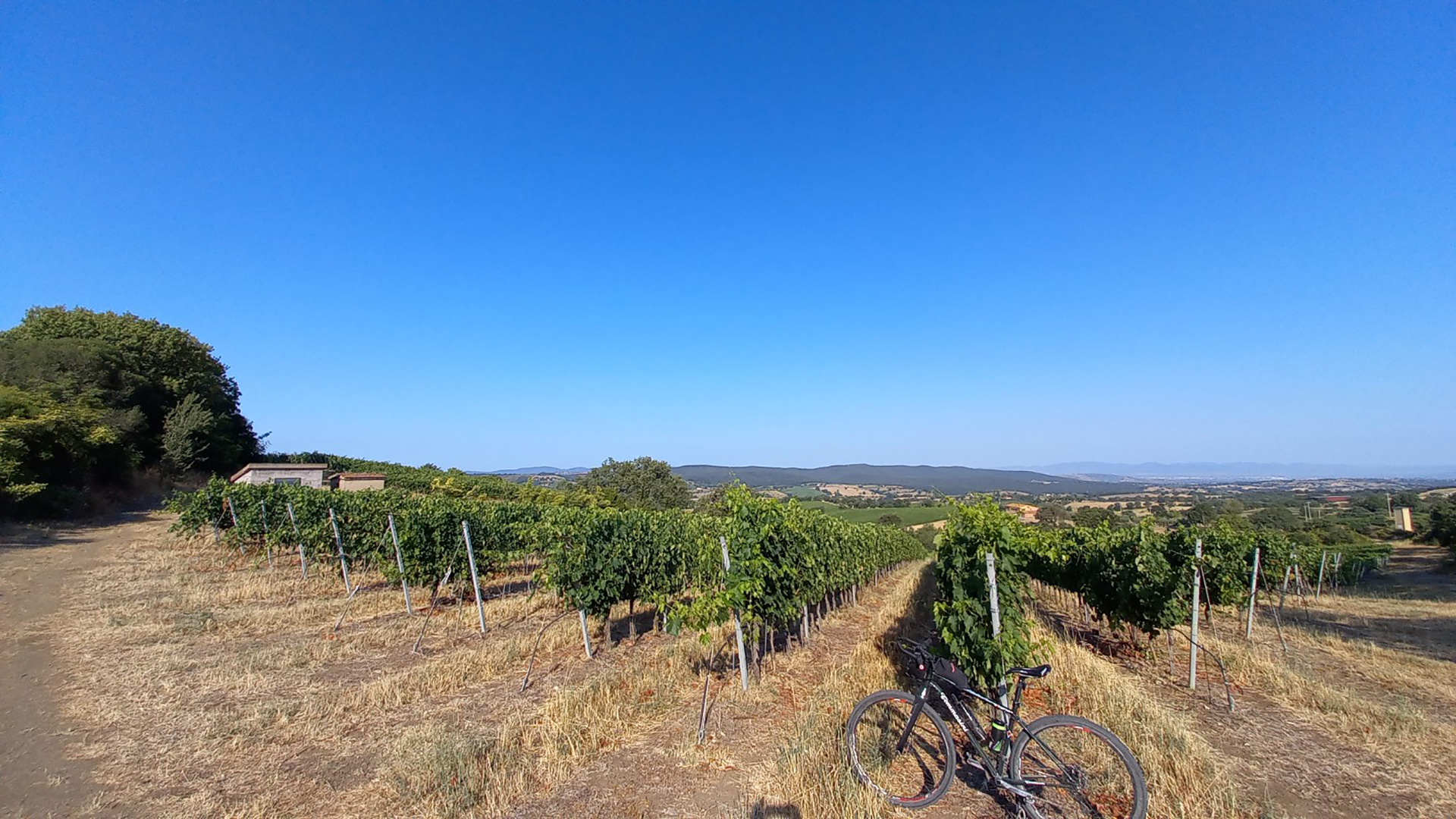 Scansano - Viñedos de Morellino en Mandorlaie