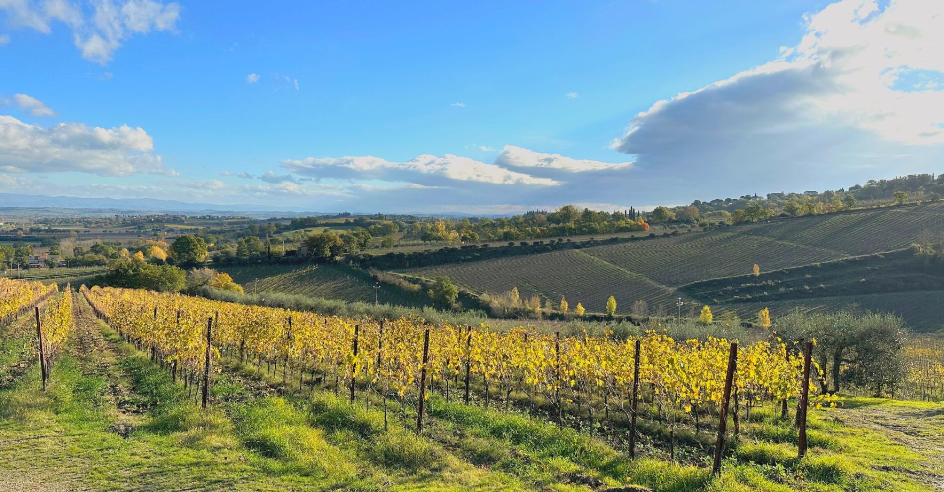 Weinberge um Montepulciano Weinberge um Montepulciano