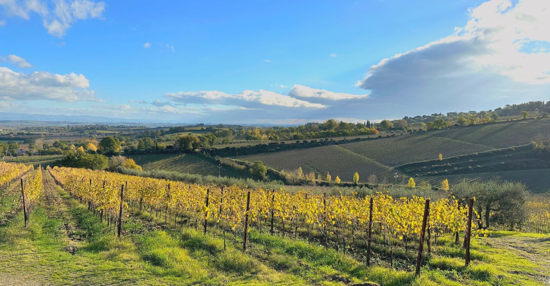 Vigneti nei dintorni di Montepulciano