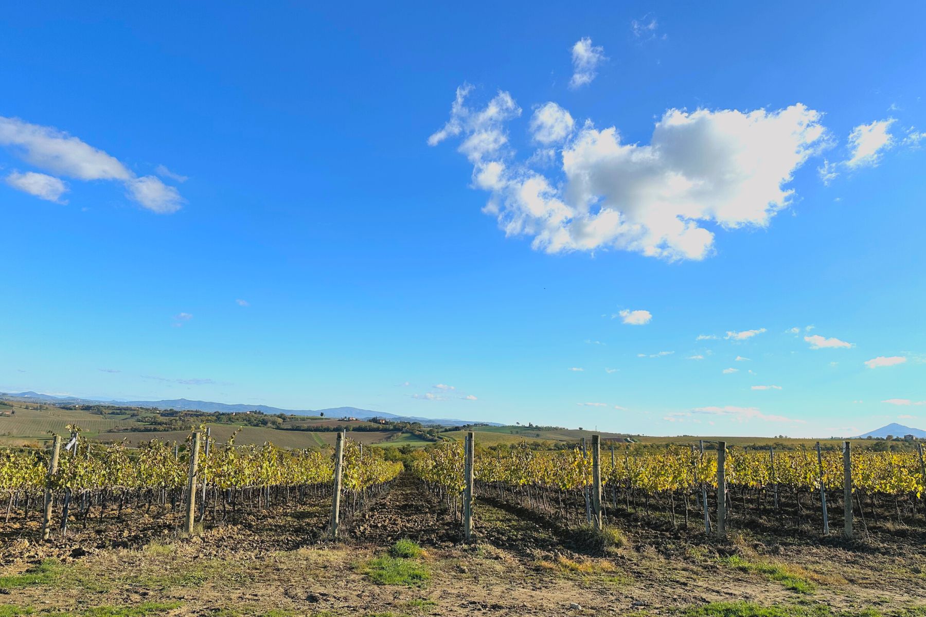 Vineyards around Montepulciano