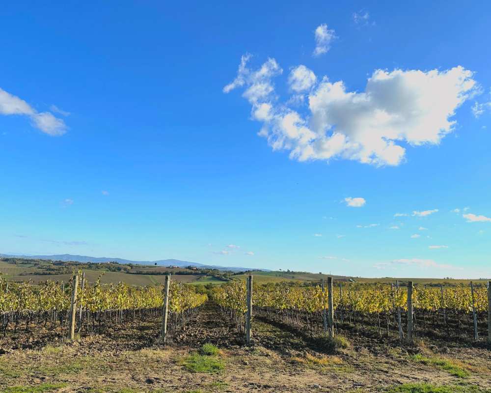 Vignobles dans les alentours de Montepulciano