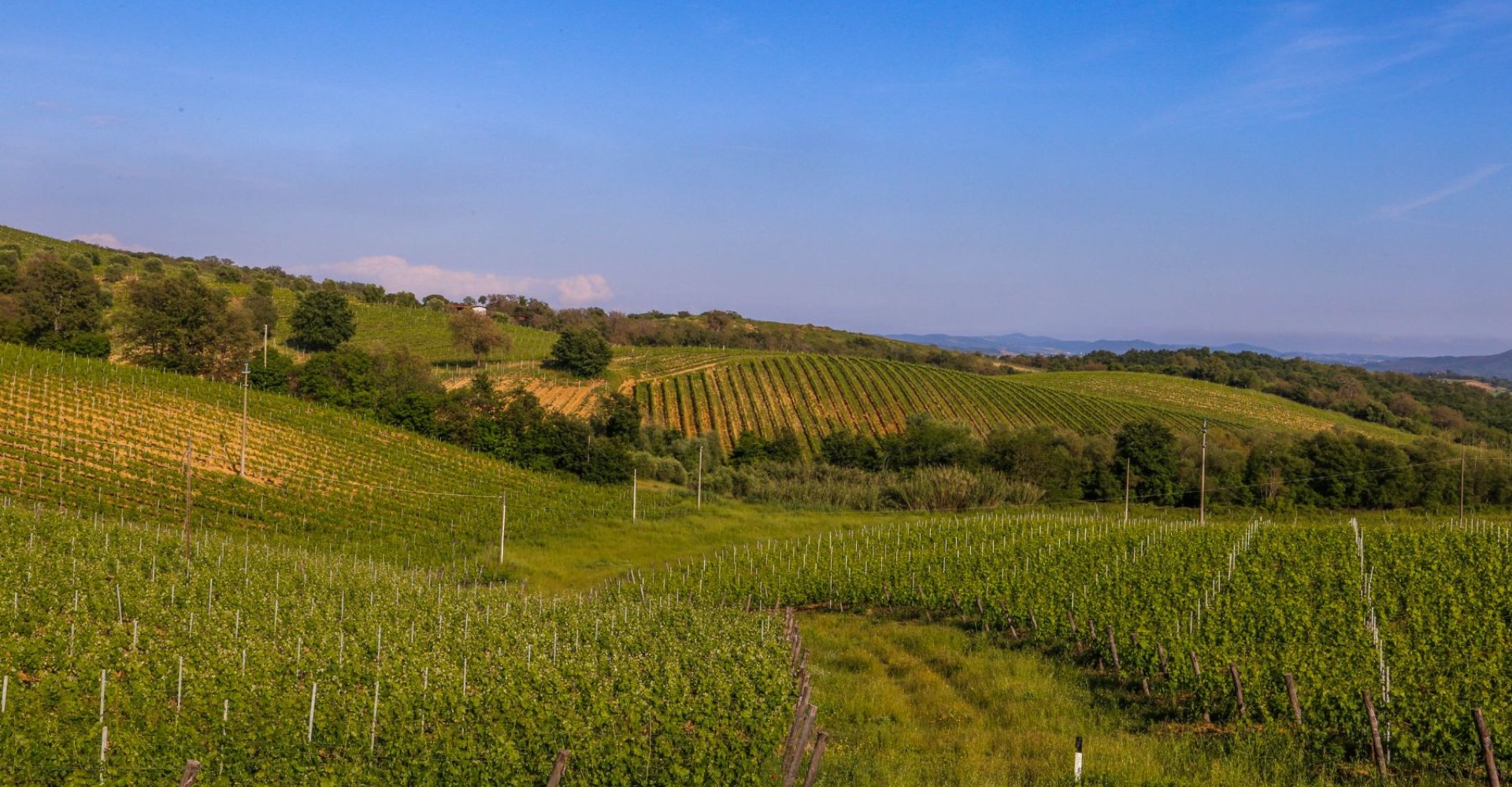 Vigneti nei dintorni di Scansano