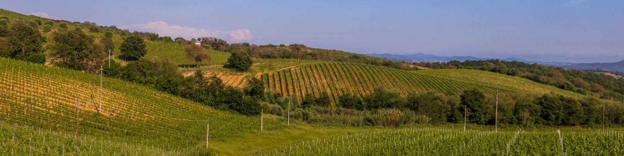 Vineyards around Scansano