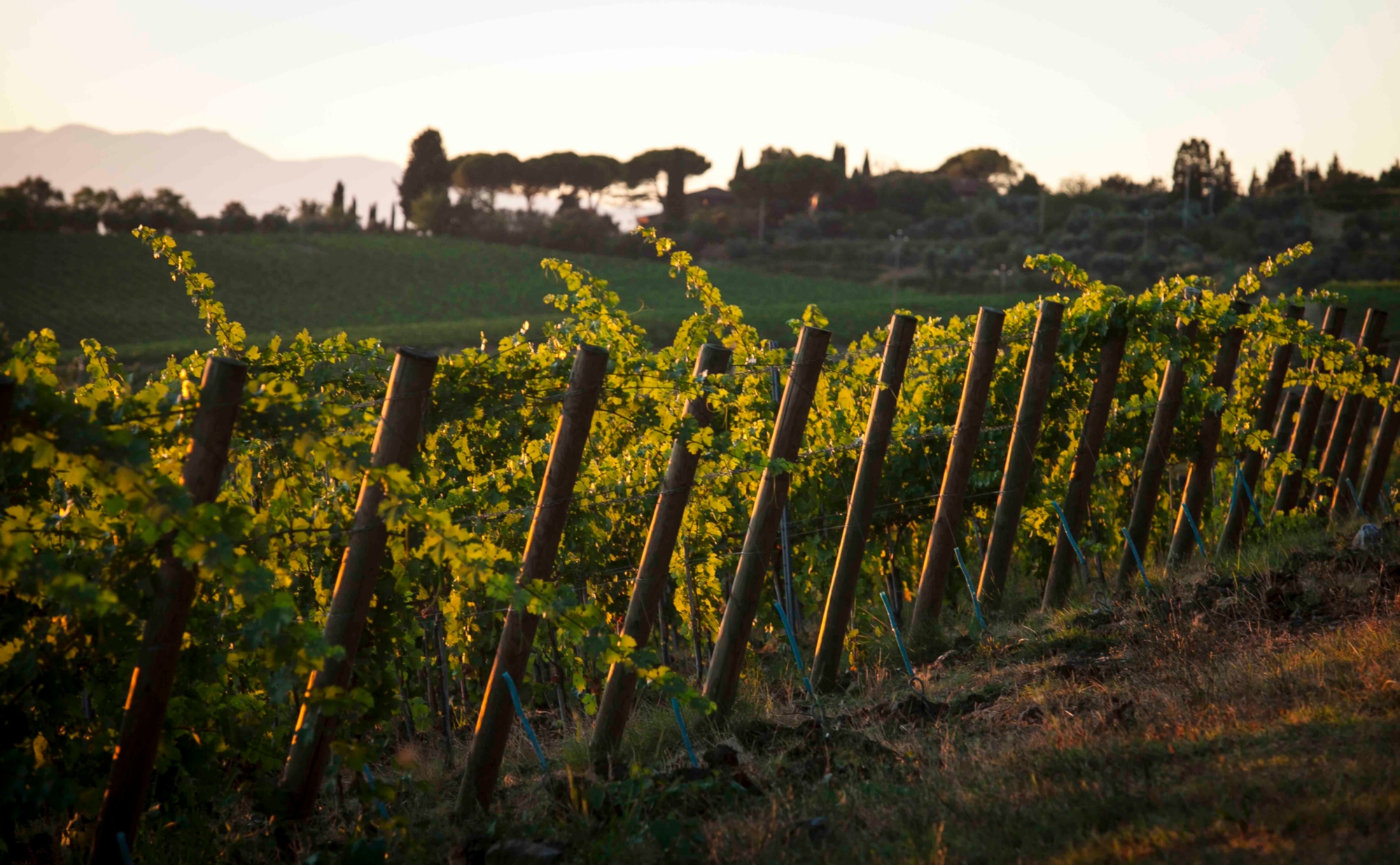 A long weekend with tasting and cooking experiences to discover the Tuscan flavors in Chianti