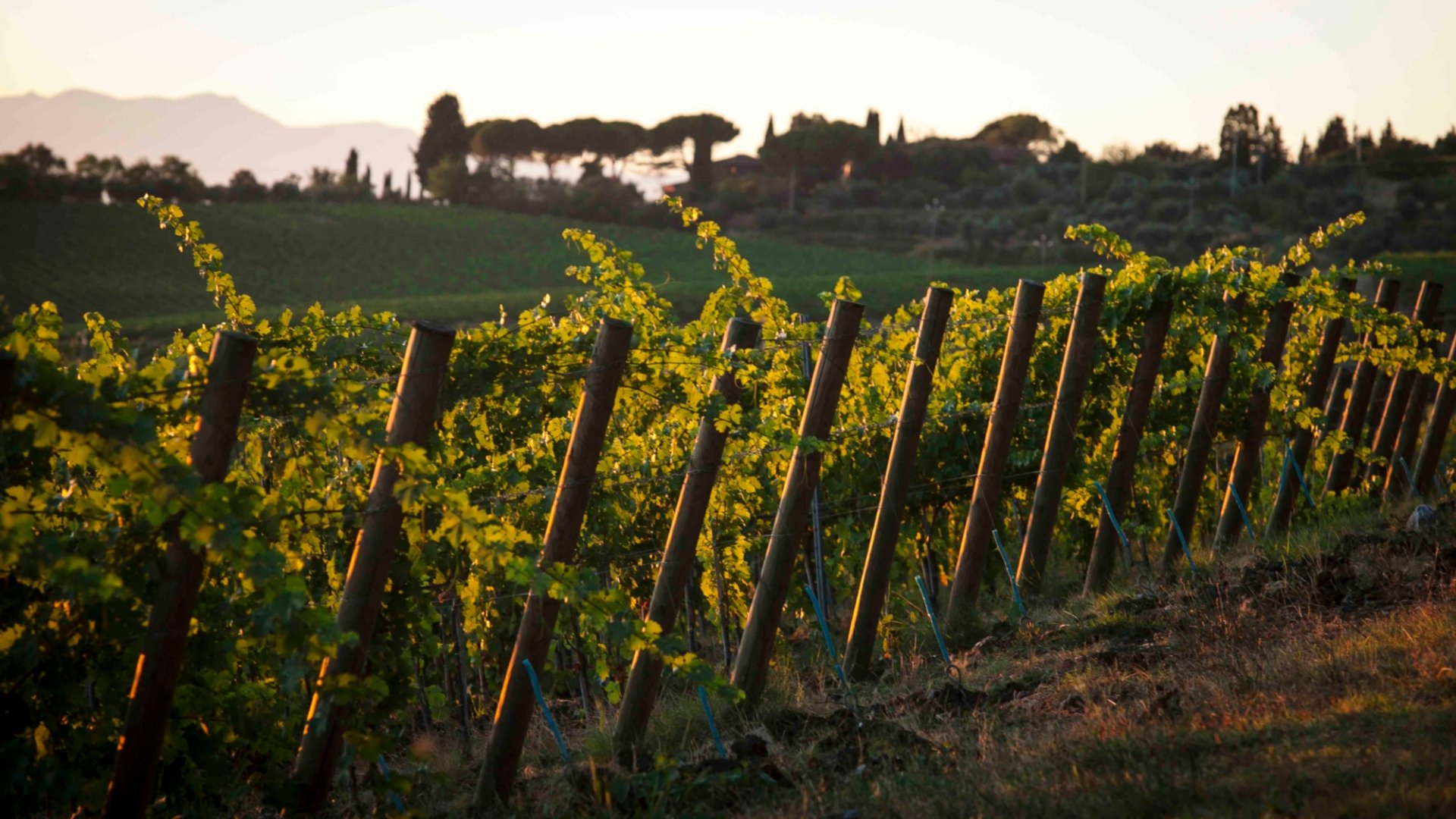 A long weekend with tasting and cooking experiences to discover the Tuscan flavors in Chianti