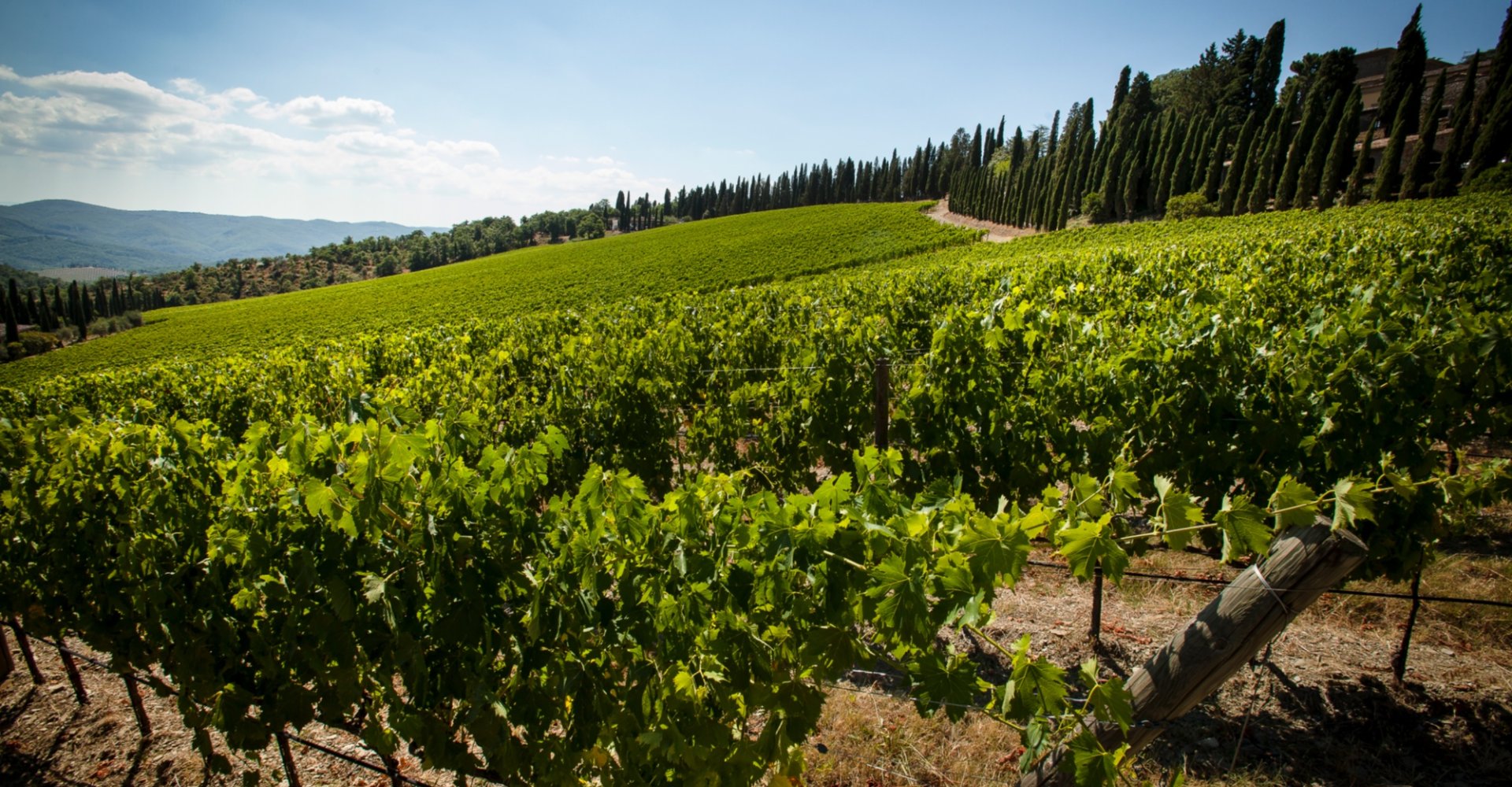 Vigneti intorno a Radda in Chianti Vigneti intorno a Radda in Chianti