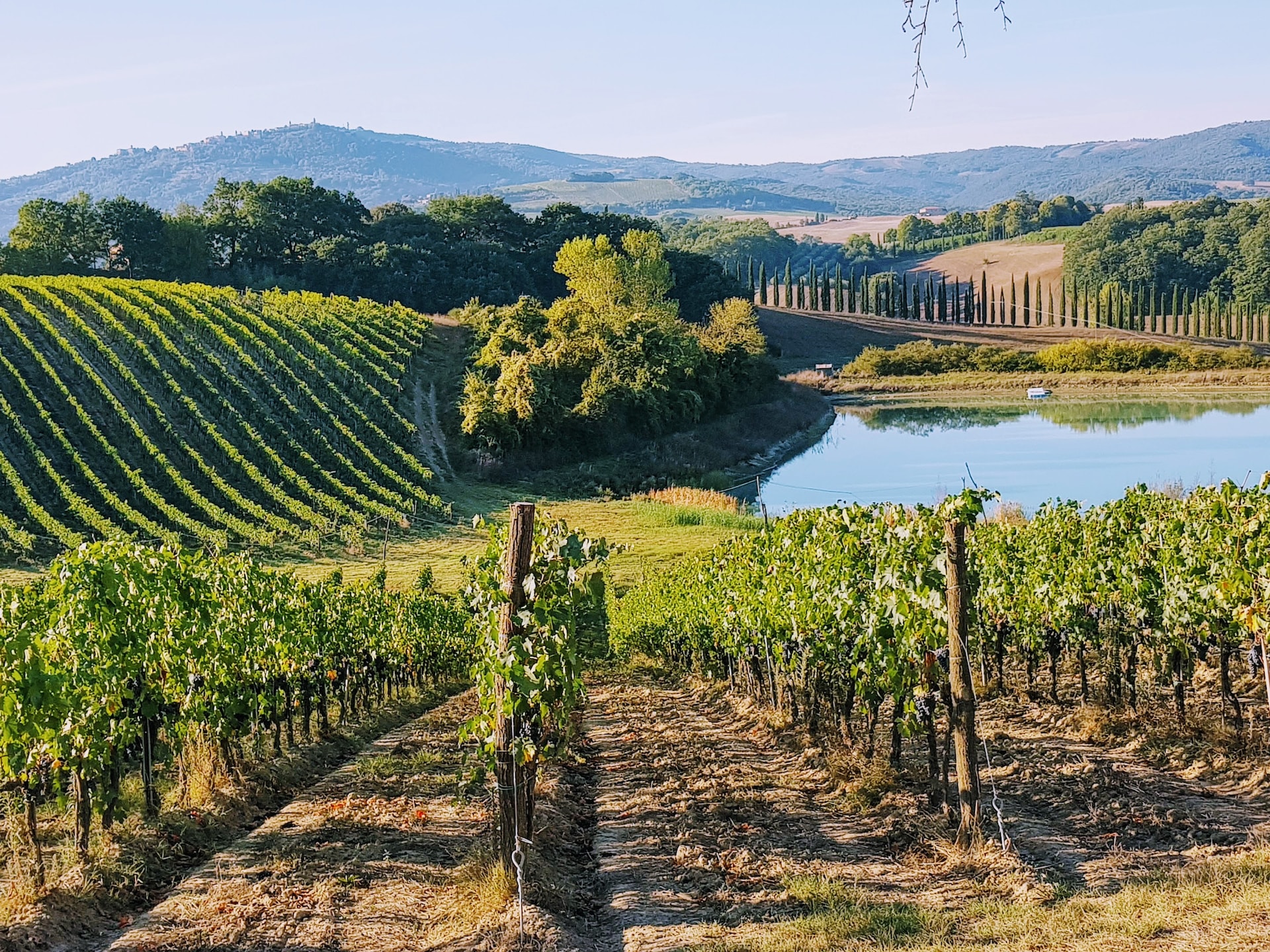 vista sui vigneti toscani