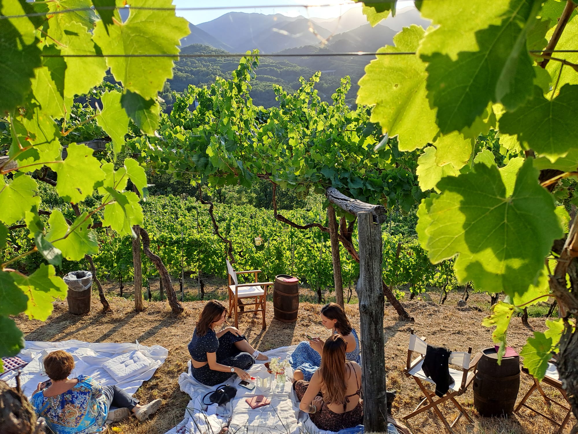 Degustación en el viñedo