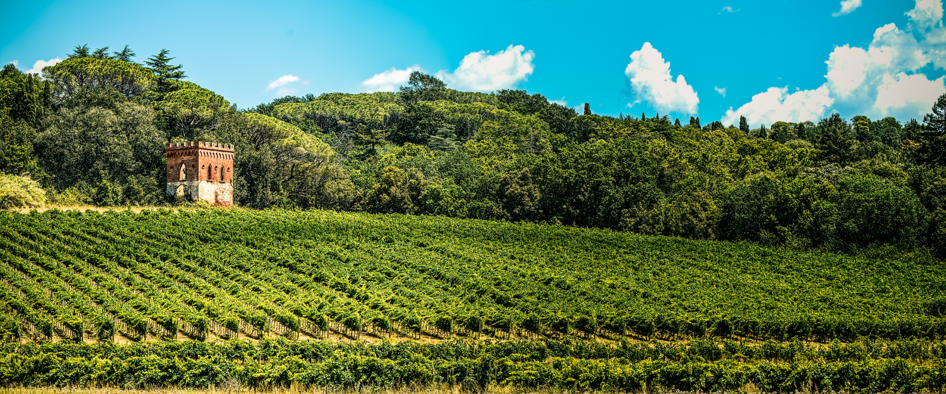 Pontedera - Enogastronomy - Terre di Pisa