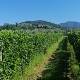 Hike and wine in Tuscany