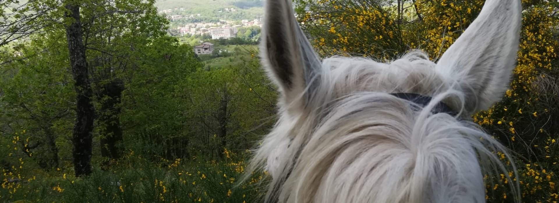 Passeggiata a cavallo sull'Amiata Passeggiata a cavallo sull'Amiata