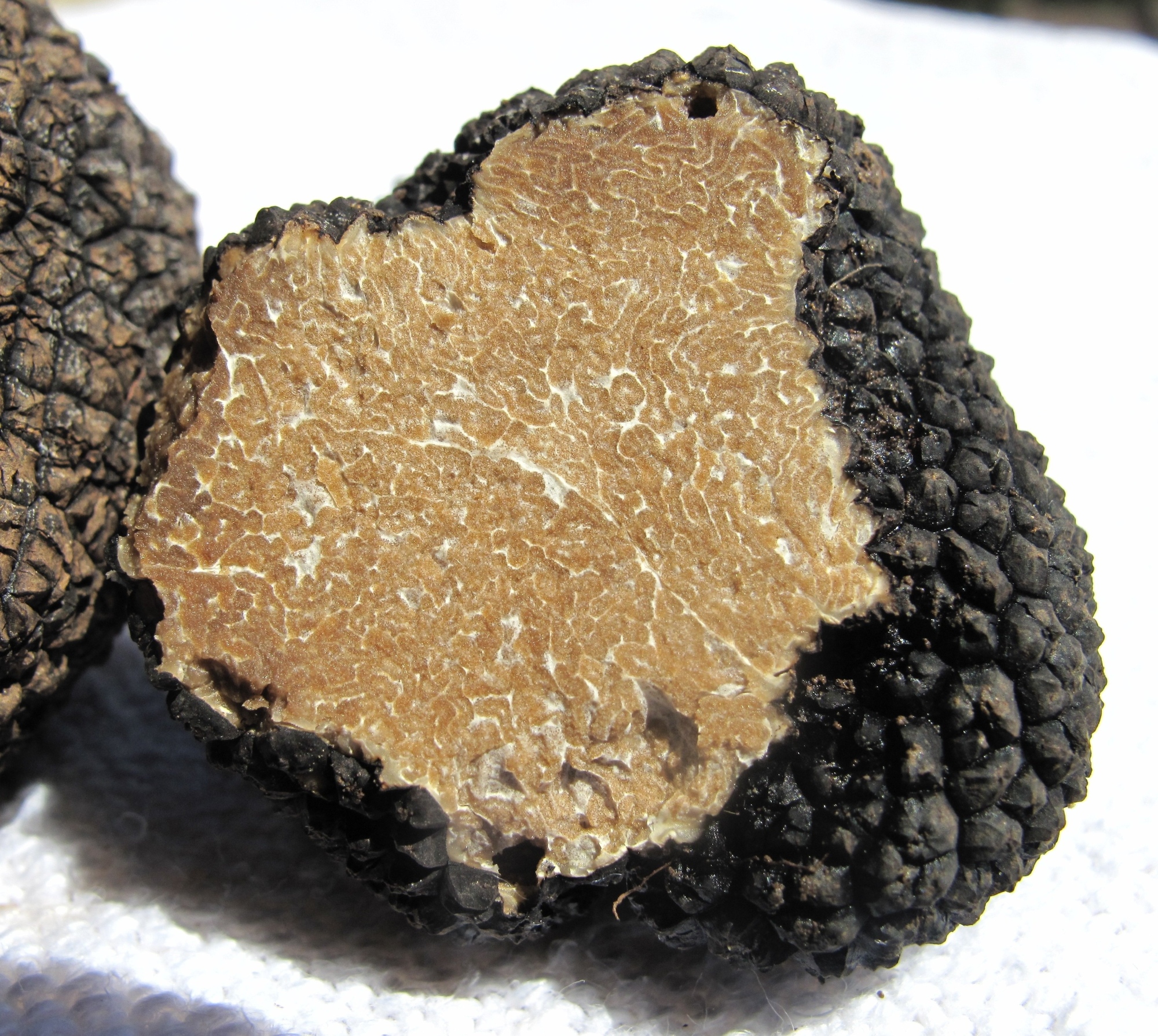 Immagine di un tartufo scorzone estivo