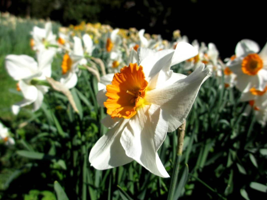 narcisi-fiori-primavera-fivizzano-lunigiana