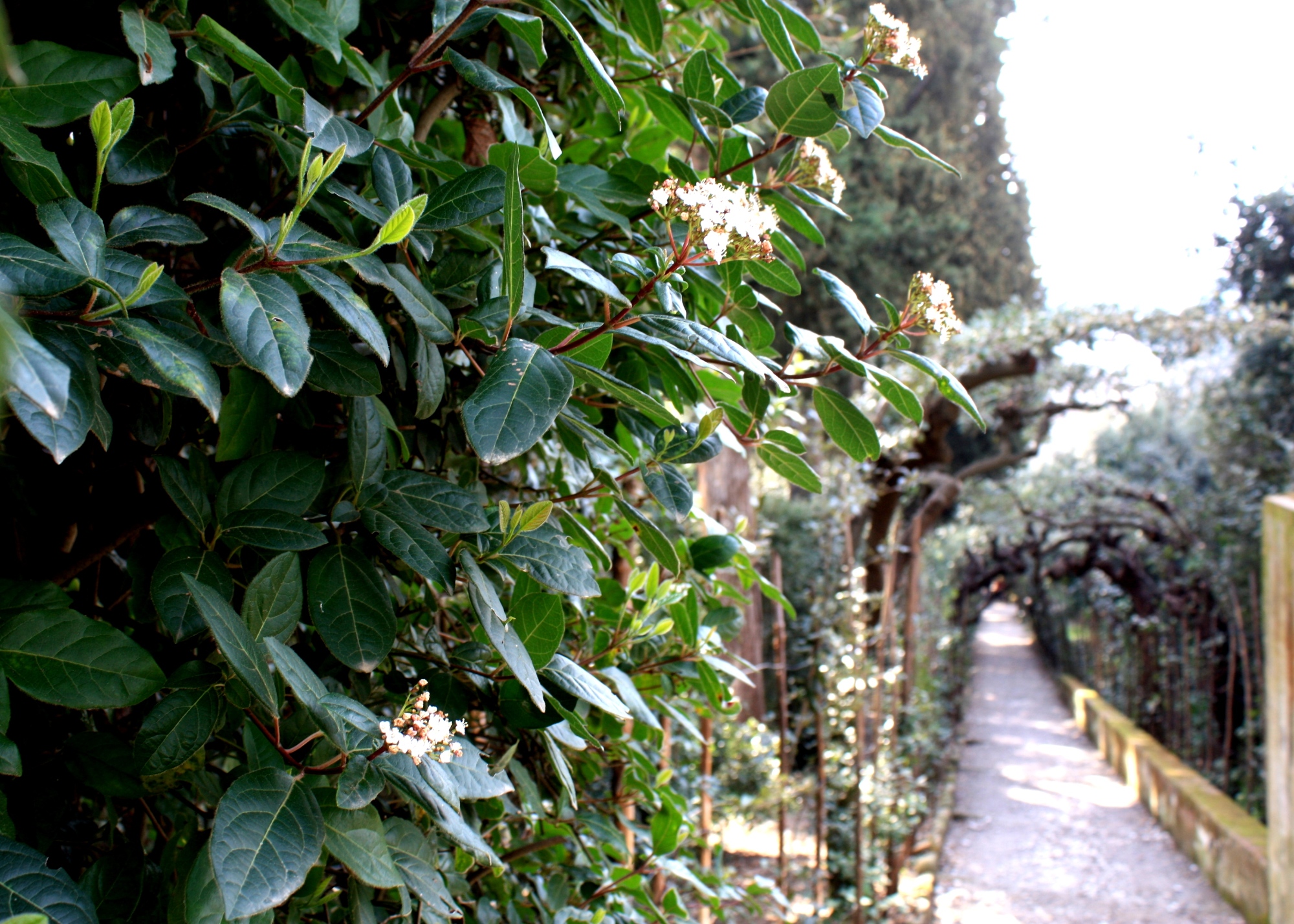 Giardino di Boboli