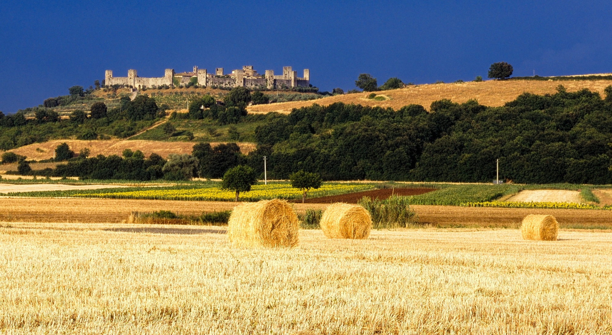 Cultivación de trigo en Monteriggioni