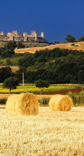 Cultivación de trigo en Monteriggioni