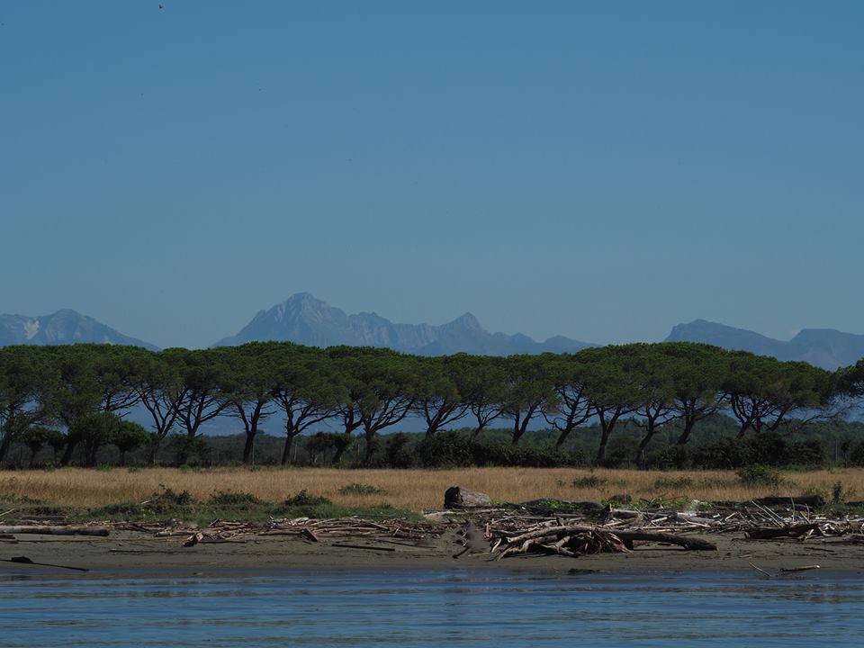 Marigliano's pinewood with Alpi Apuane on the background