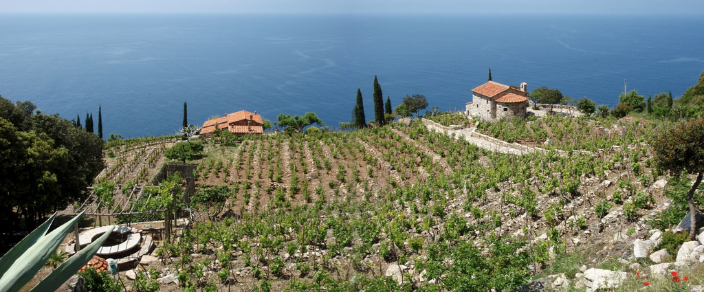 Vineyard by the sea