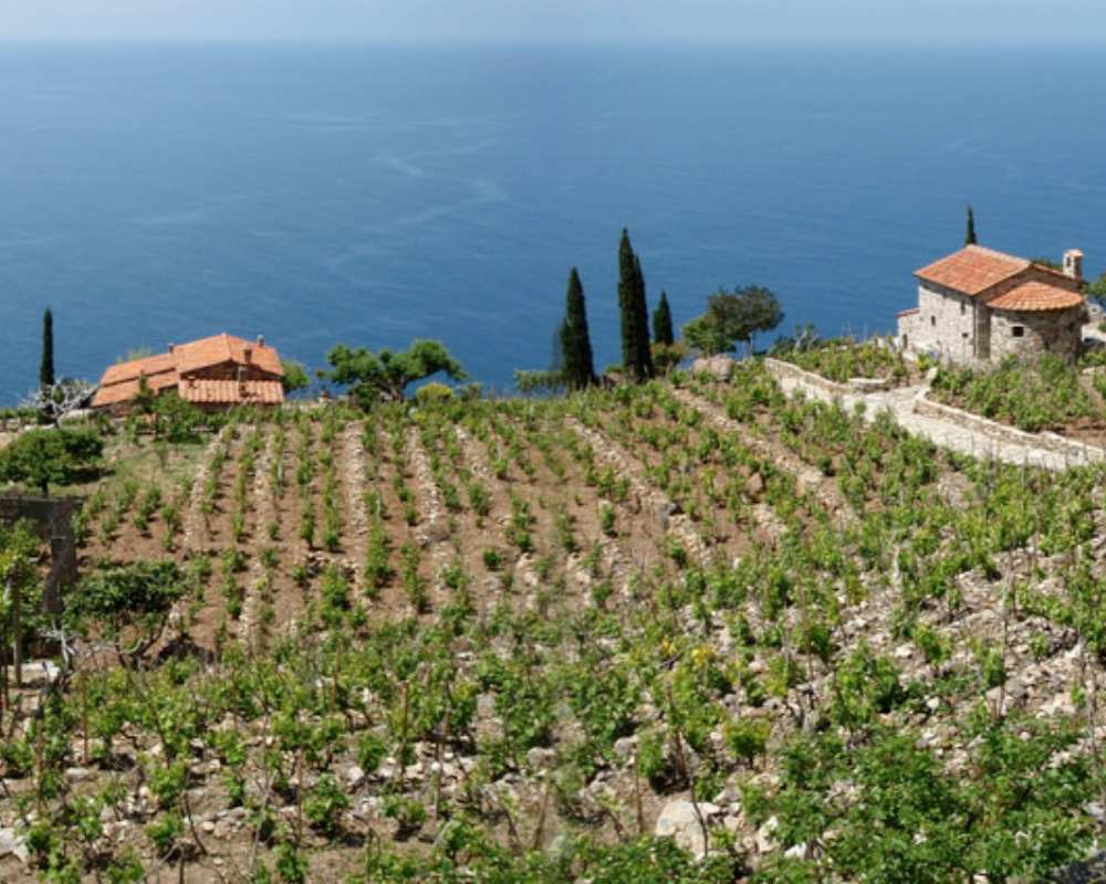 Elba vineyard