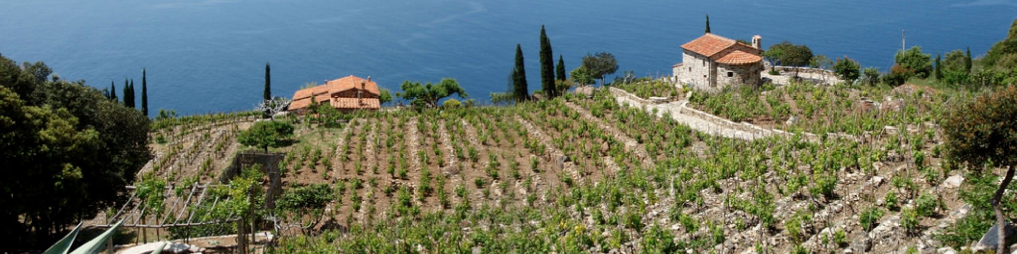 Elba vineyard