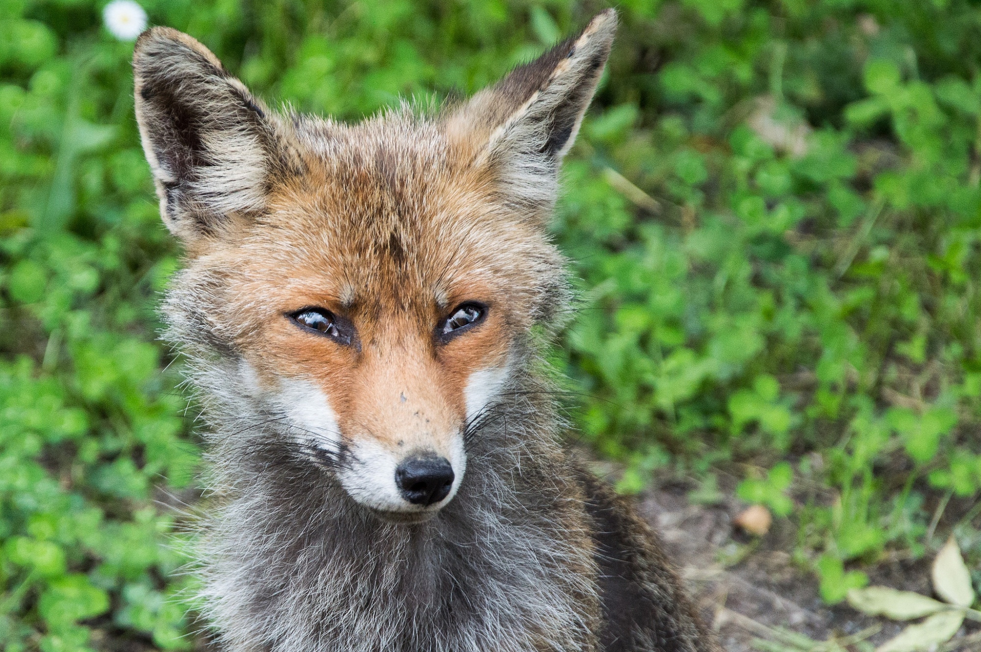 Animal in the Berignone Nature Reserve