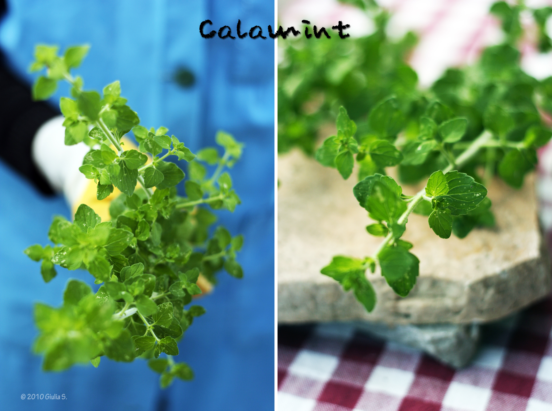 Calamint
