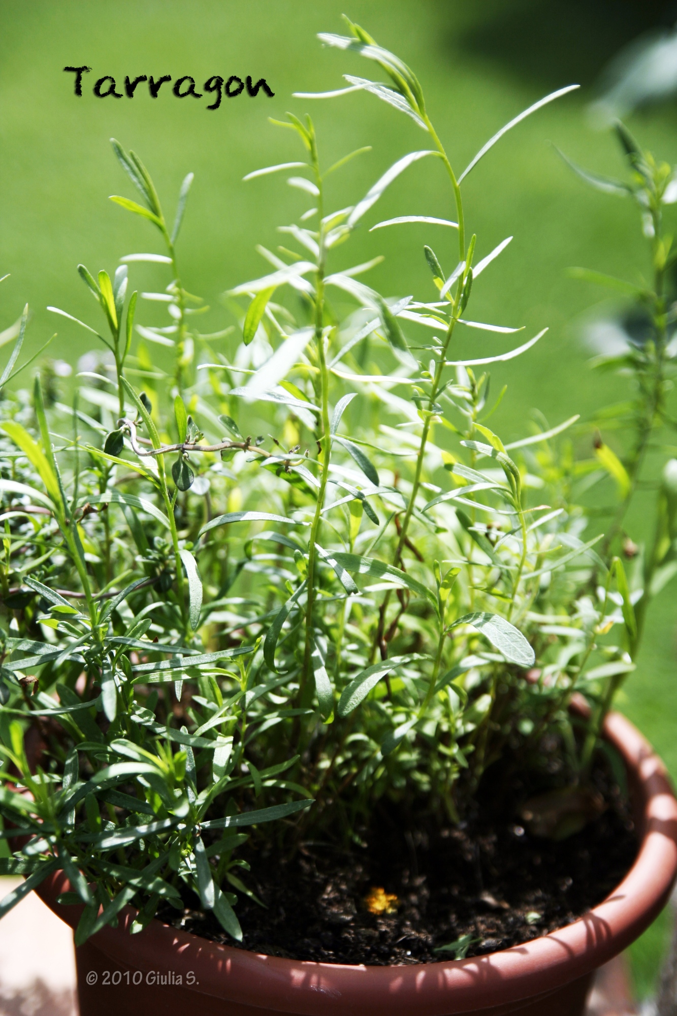 Tarragon