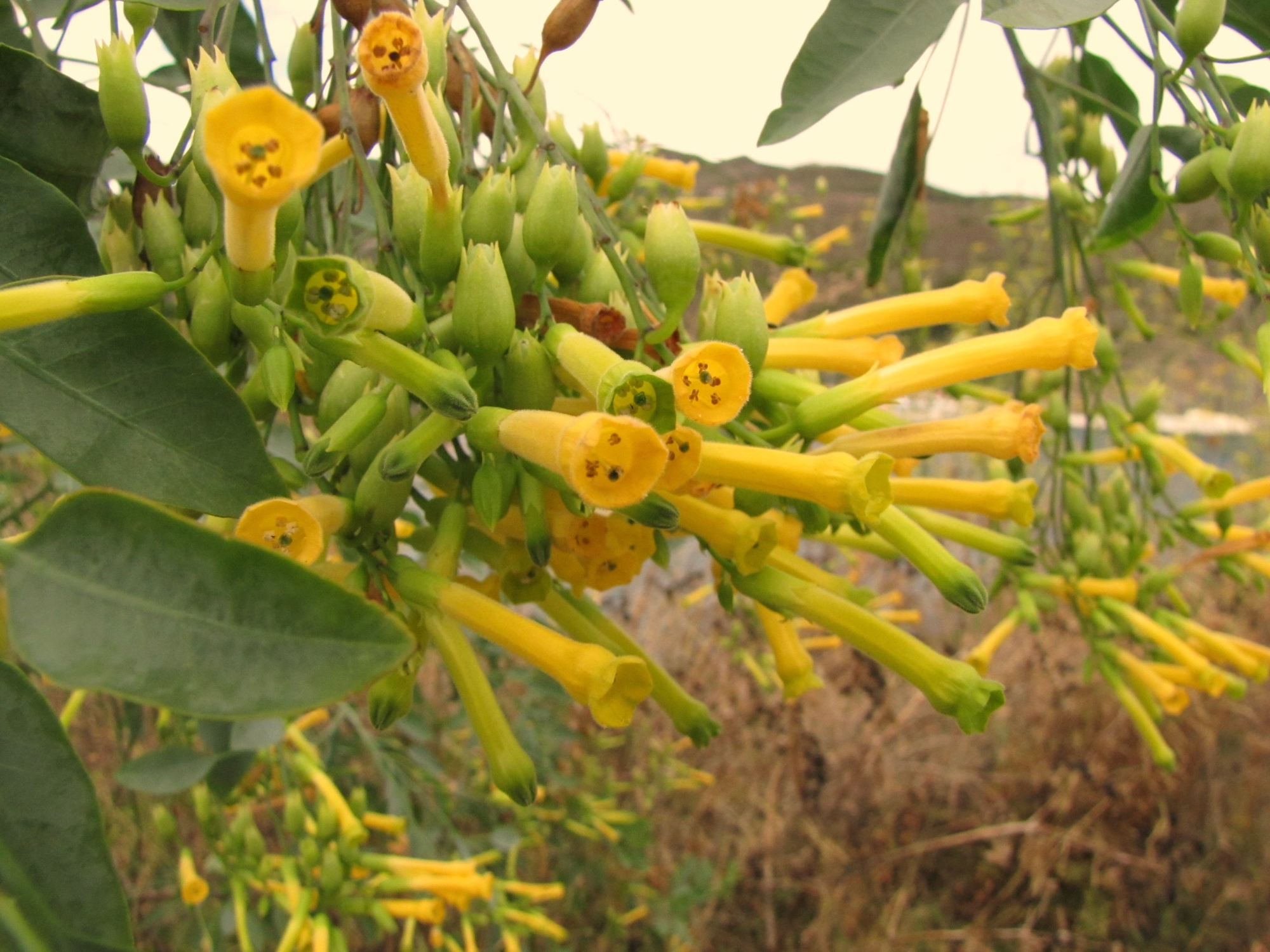 Capraia Flowers