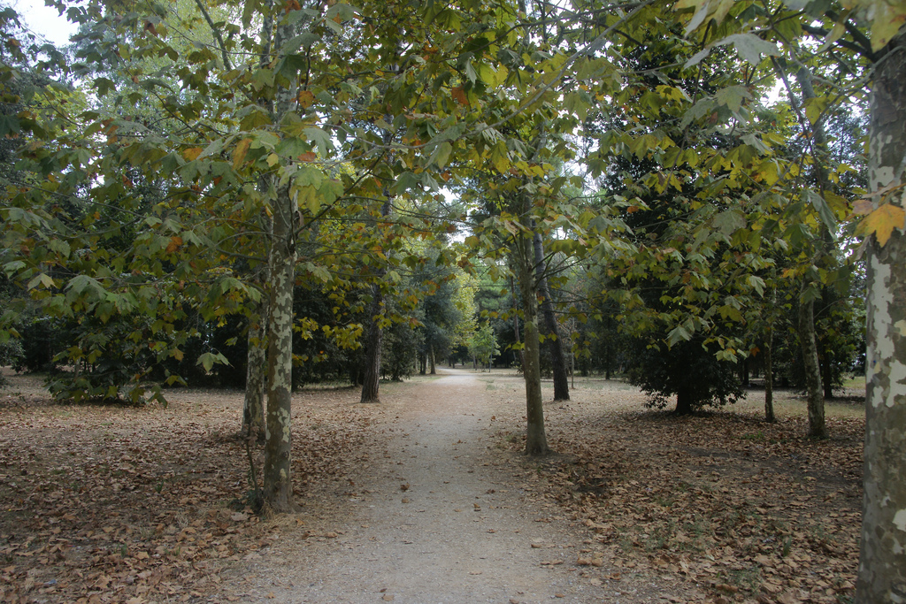 Pineta di Ponente, Viareggio