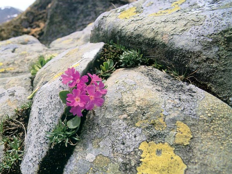 Apennine Primrose - Orecchiella