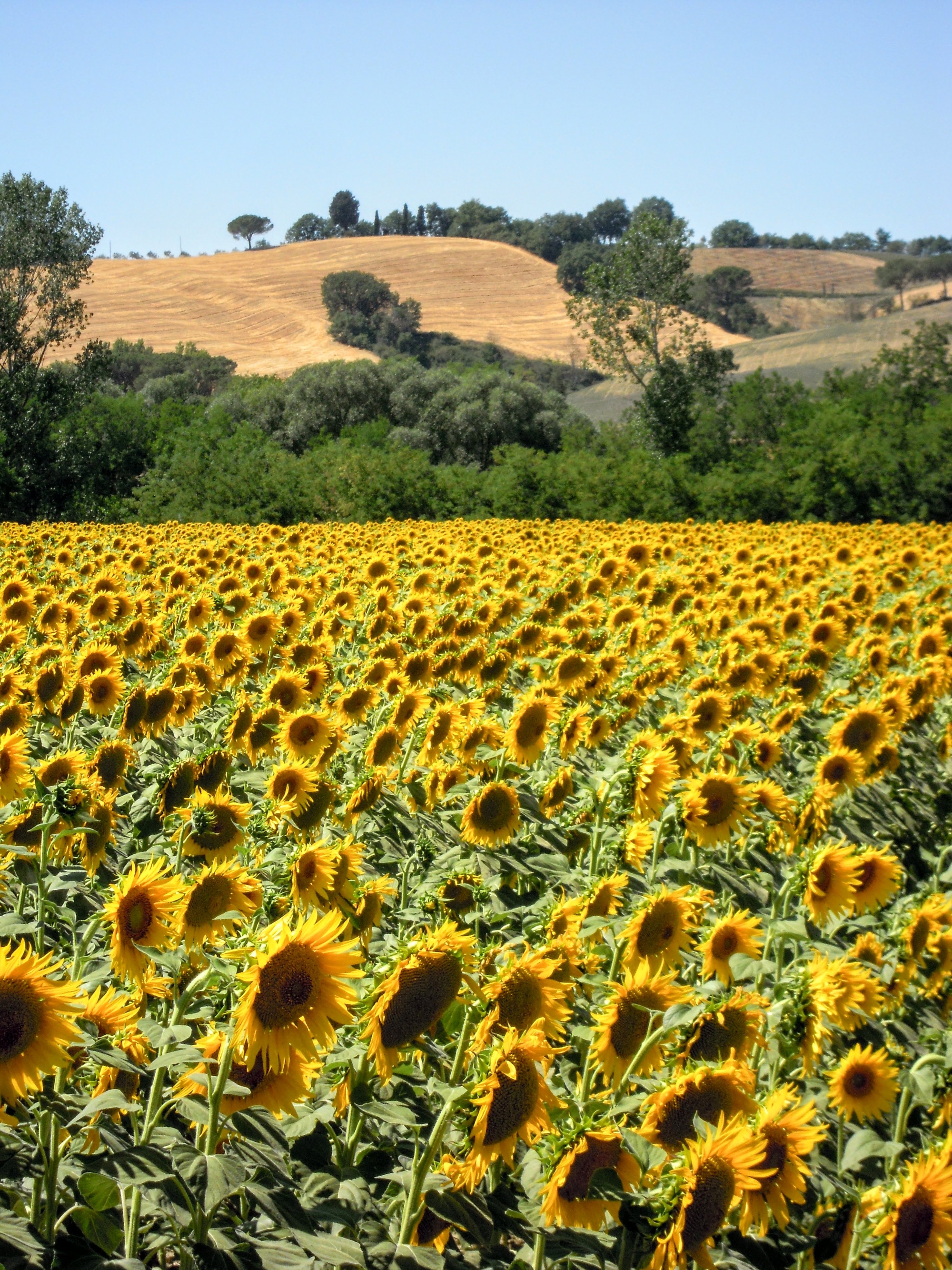 Girasoles en los alrededores de Asciano