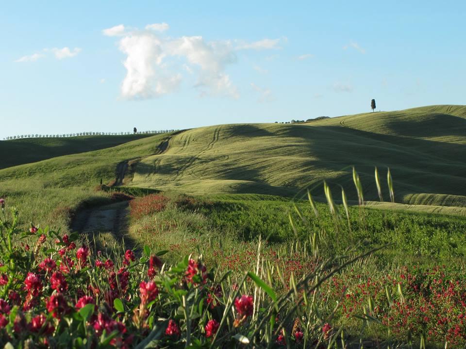 Along the Via Francigena in Val D’Orcia