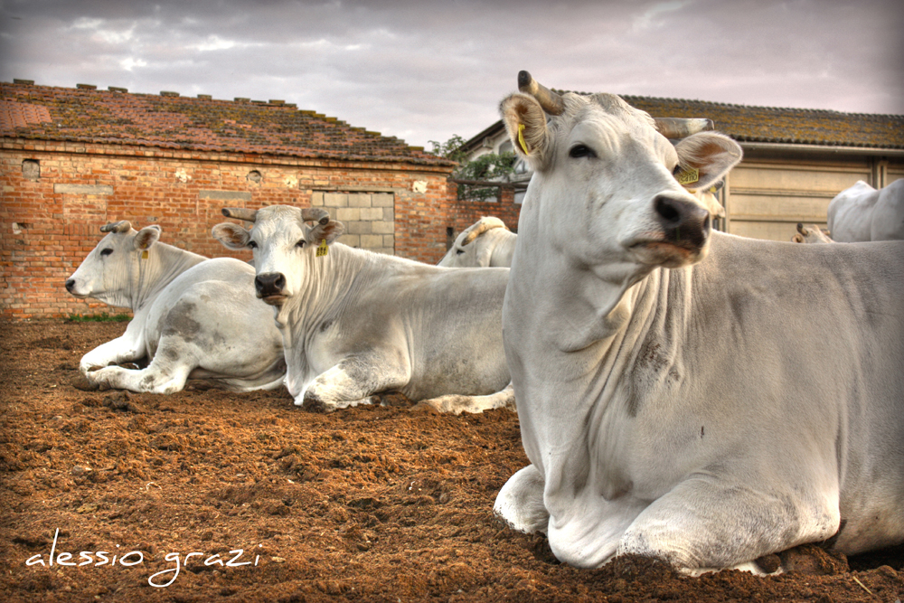 Chianina Cattle