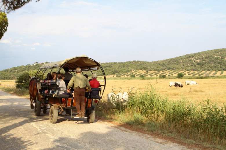In carrozza nel Parco della Maremma In carrozza nel Parco della Maremma