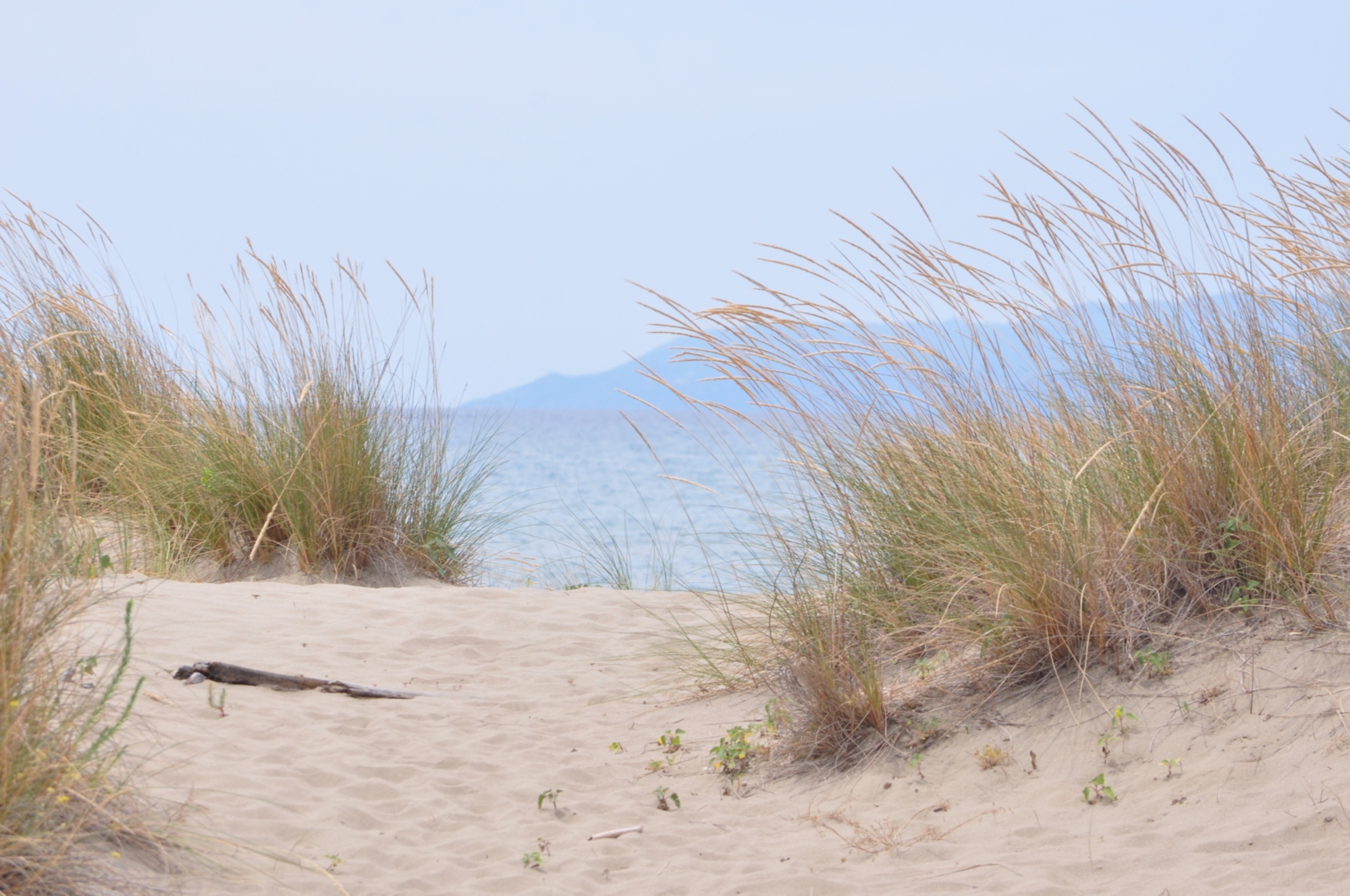 On the beach in the Maremma Park
