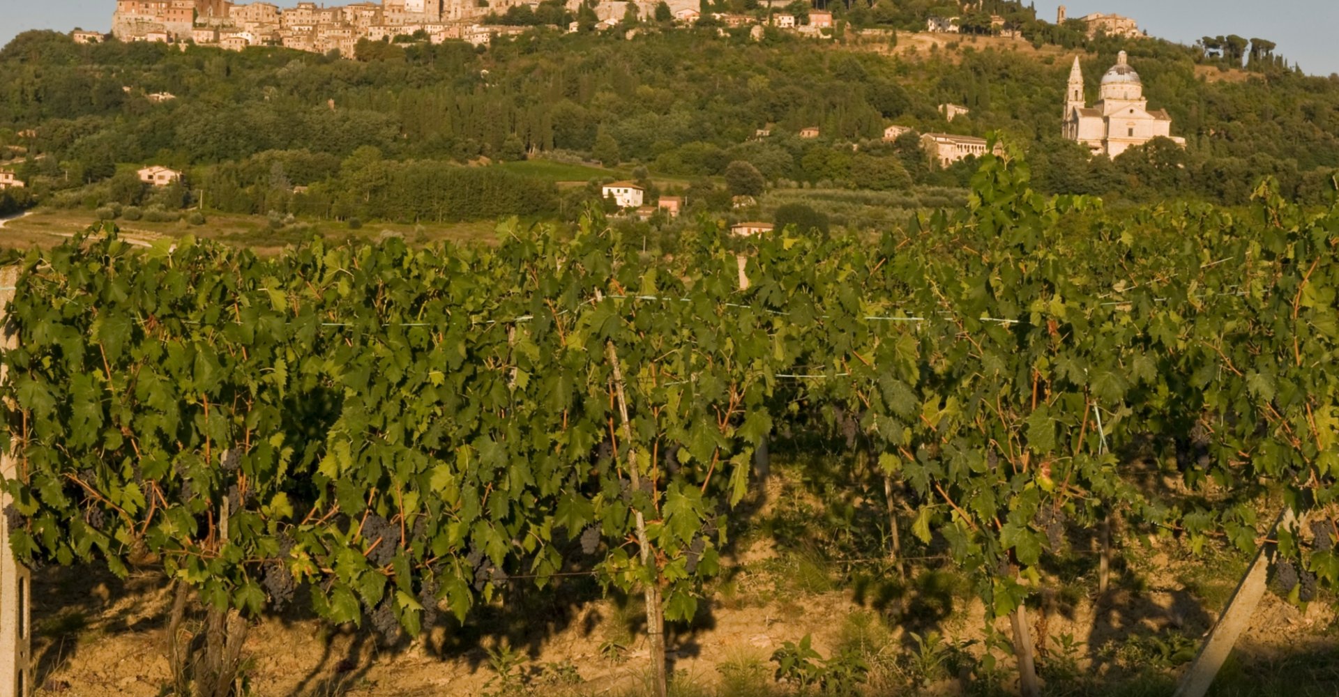 Montepulciano and its vineyards