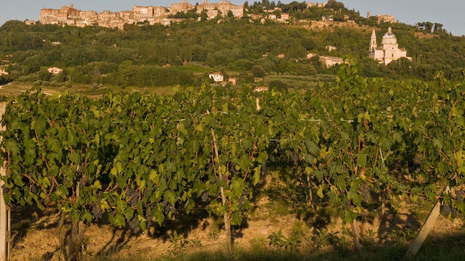 Montepulciano and its vineyards