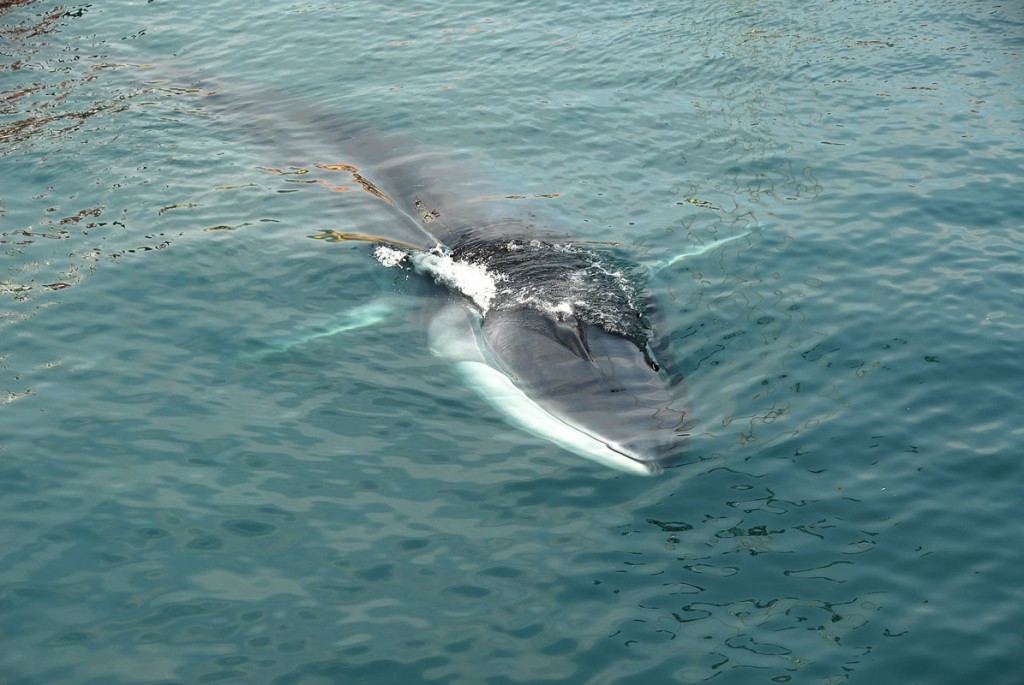 Parco Arcipelago Toscano - Whale