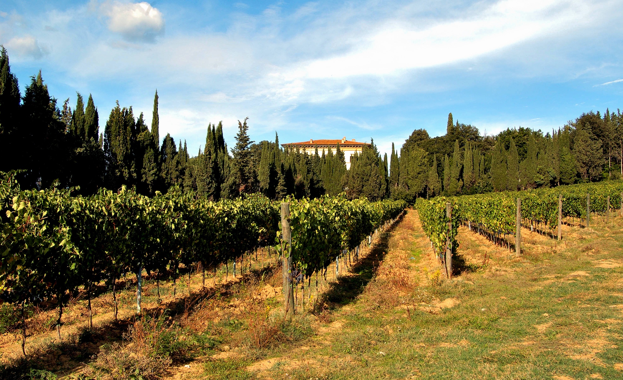 Rufina Vineyard