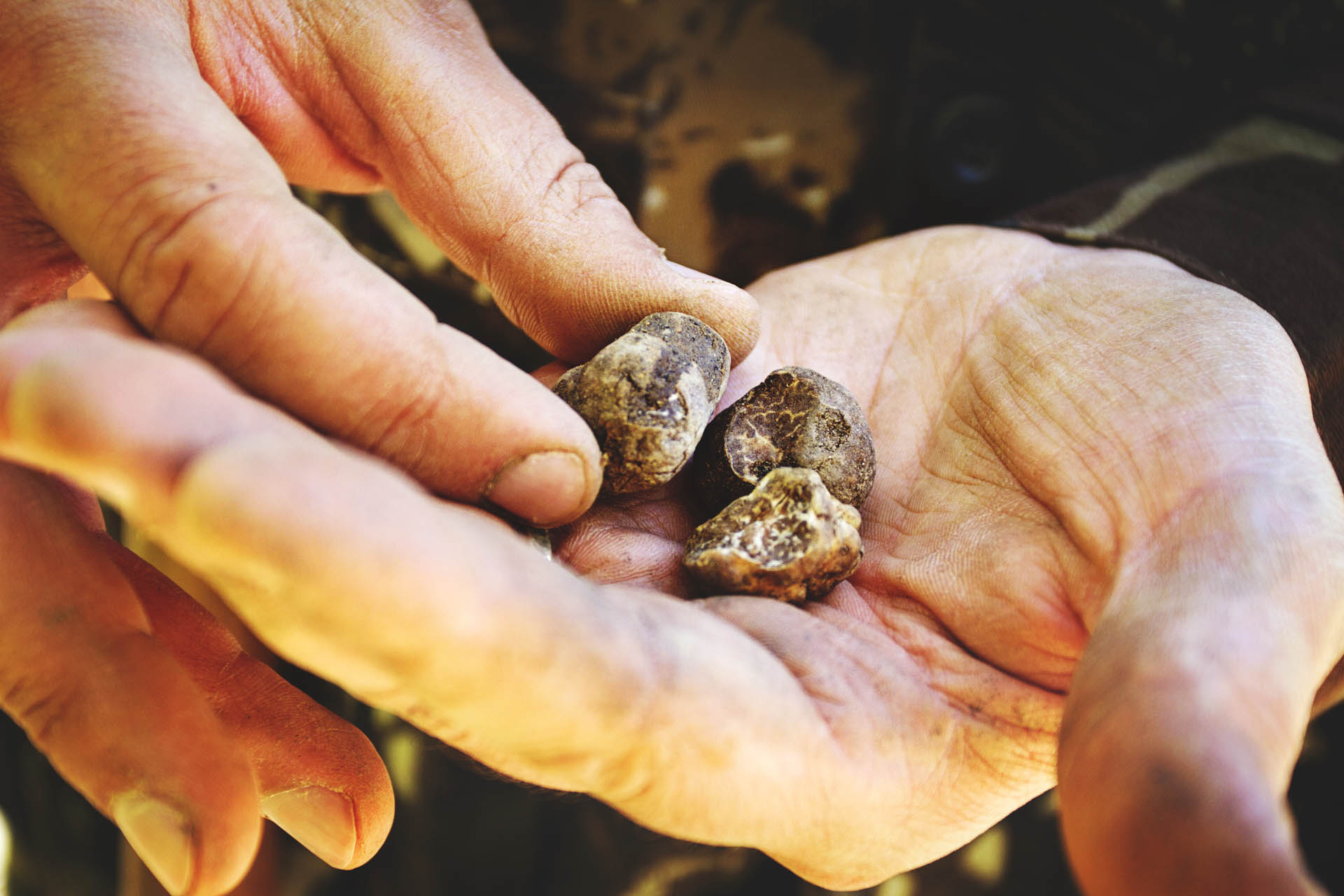 Truffle Hunting in Pisa