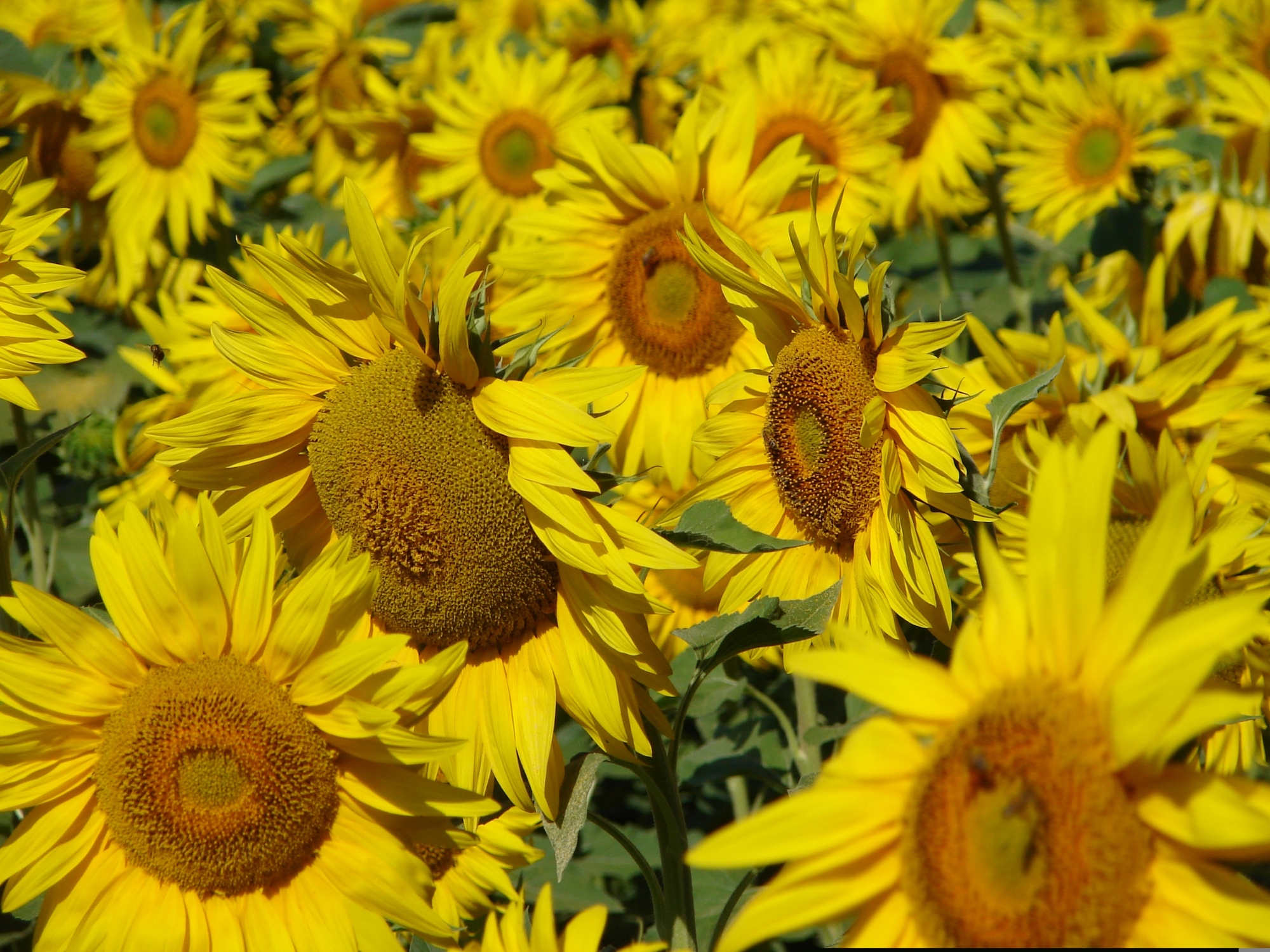 Girasoles en Valtiberina