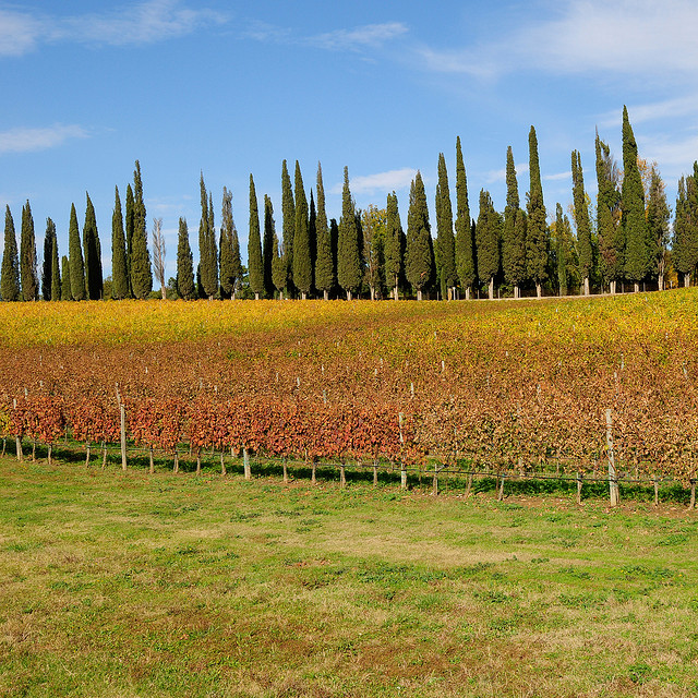 Vineyards in Castelnuovo Berardenga