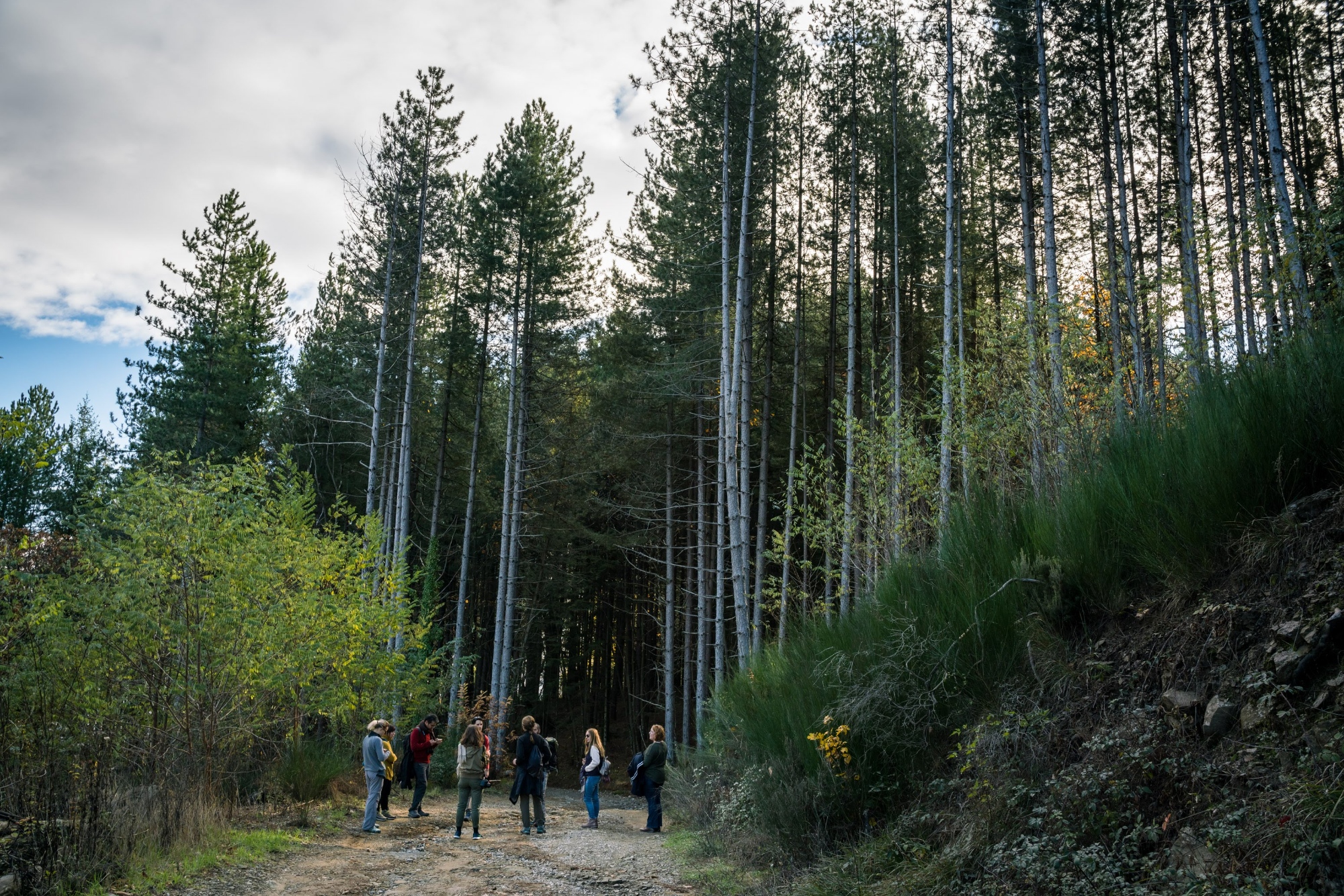 Una passeggiata nel bosco della Valleriana