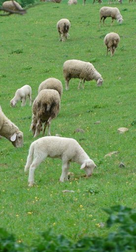 Lamb of Zeri and its breeders