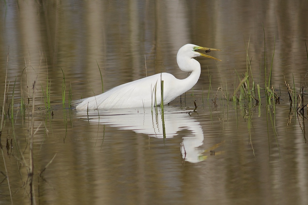 Airone bianco maggiore presso l’Itinerario Naturalistico Toscano