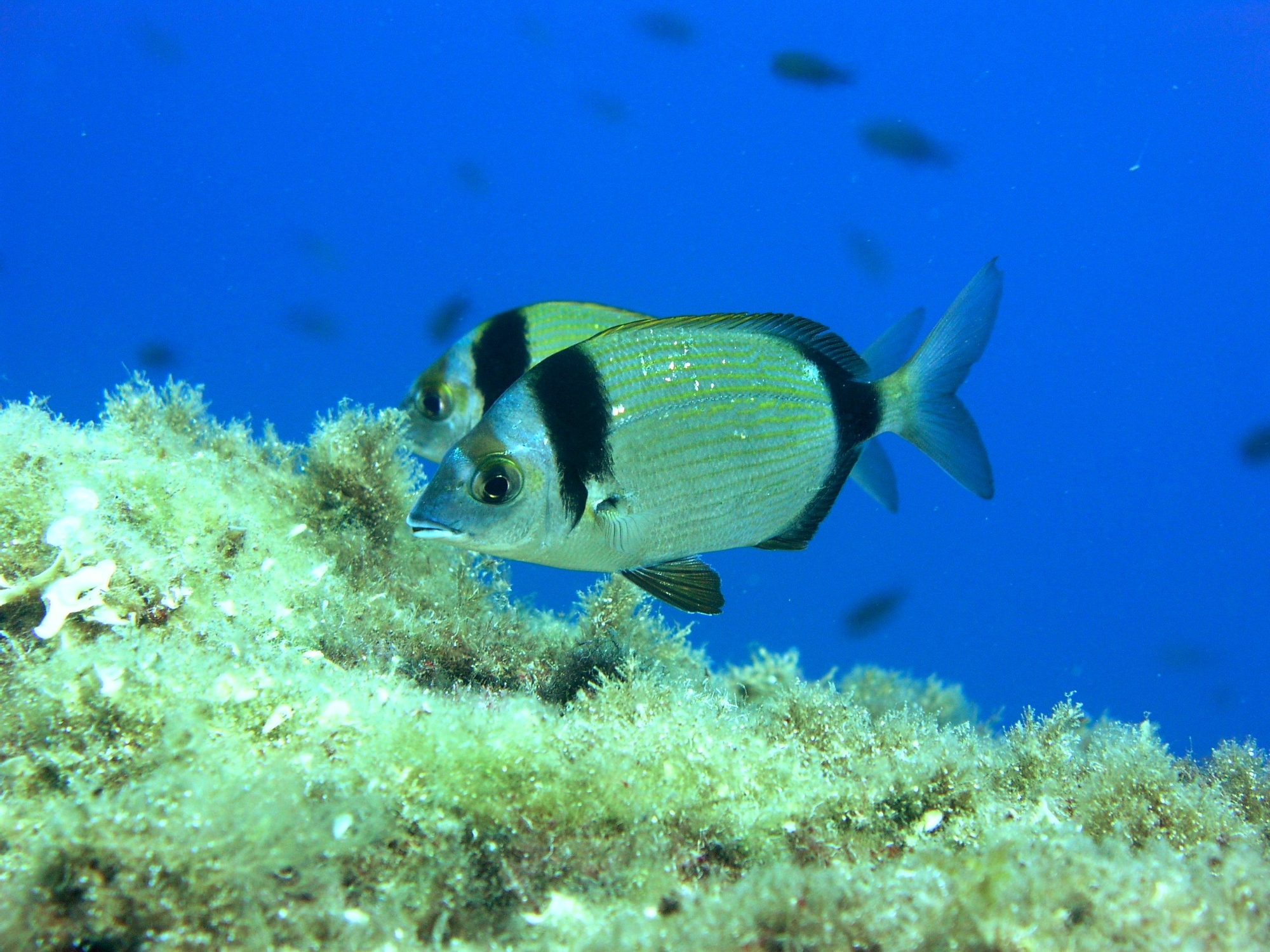 Archipiélago Toscano, sargos en el fondo marino