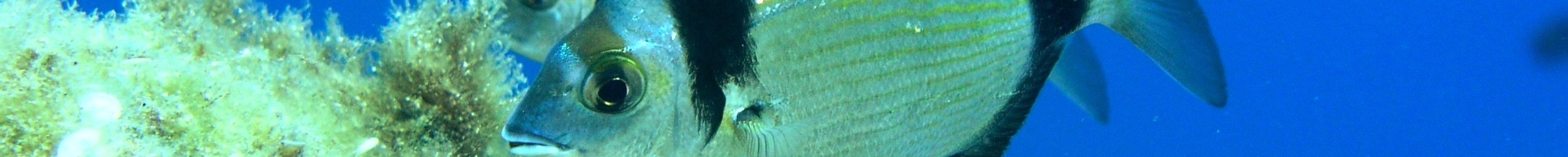 Elba und Inseln der Toskana